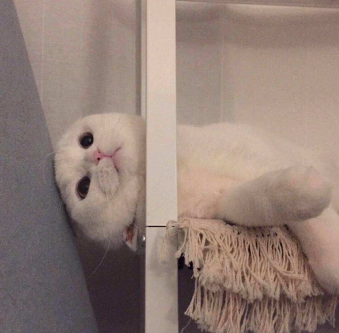 由于犹豫而忧郁的鱿鱼